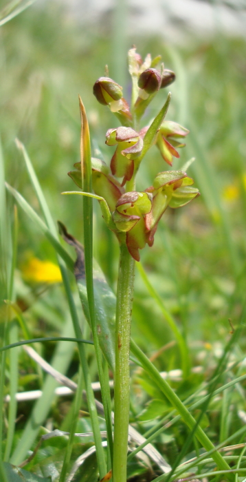 Chamorchis alpina, Malaxis monophyllos e altro...